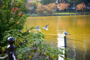 Tokyo, Japonya 27 Kasım 2018 Kimliği belirsiz birçok insan Ueno parkında yürüyor ve bahçedeki sonbahar ağacını izliyor. .