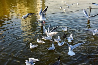 Tokyo, Japonya 27 Kasım 2018 Kimliği belirsiz birçok insan Ueno parkında yürüyor ve bahçedeki sonbahar ağacını izliyor. .