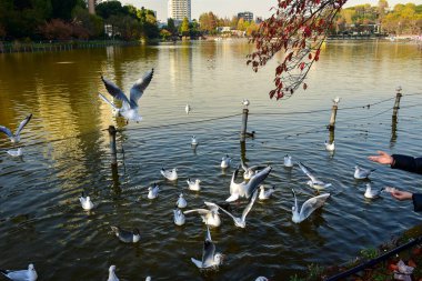 Tokyo, Japonya 27 Kasım 2018 Kimliği belirsiz birçok insan Ueno parkında yürüyor ve bahçedeki sonbahar ağacını izliyor. .