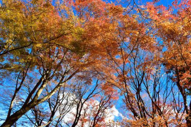 Günışığında sonbahar yaprakları. Desen Tam arkaplan.