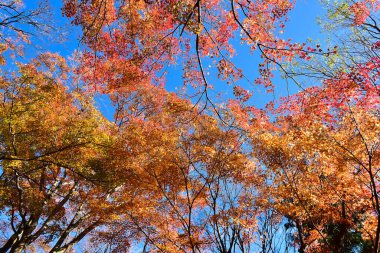 Günışığında sonbahar yaprakları. Desen Tam arkaplan.