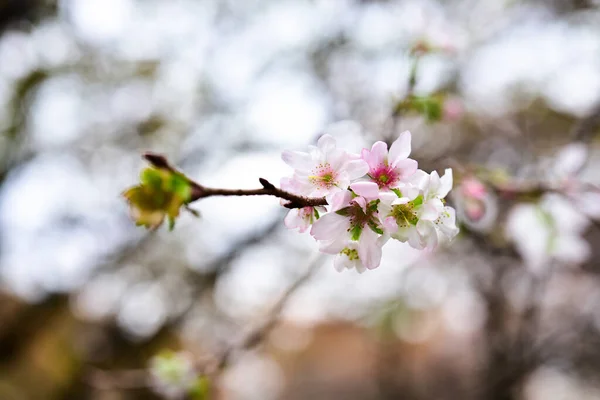 Tokio Japón Noviembre 2019 Sin Identificar Muchas Personas Están Caminando — Foto de Stock