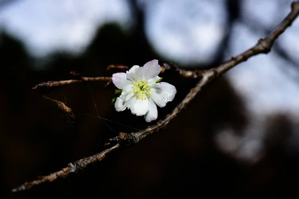 Tokio Japón Noviembre 2019 Sin Identificar Muchas Personas Están Caminando — Foto de Stock