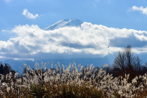 Herfst Loof Kawaguchiko Lagune Yakisaki Park Japan Fujisan Berg — Stockfoto