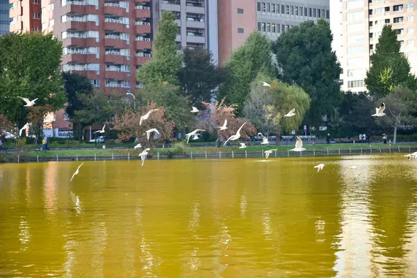 Tokio Japón Noviembre 2018 Muchas Personas Identificadas Están Caminando Parque — Foto de Stock