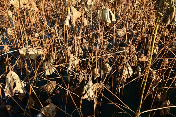 Tokyo Japon Novembre 2018 Non Identifié Beaucoup Gens Marchent Parc — Photo