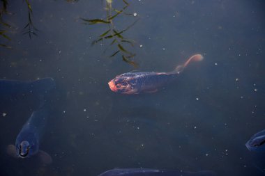 Tokyo, Japonya 27 Kasım 2018 Kimliği belirsiz birçok insan Ueno parkında yürüyor ve bahçedeki sonbahar ağacını izliyor. .