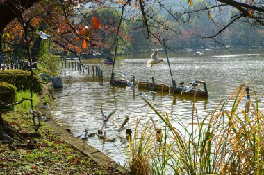 Tokyo, Japonya 27 Kasım 2018 Kimliği belirsiz birçok insan Ueno parkında yürüyor ve bahçedeki sonbahar ağacını izliyor. .