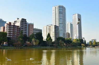 Tokyo, Japonya 27 Kasım 2018 Kimliği belirsiz birçok insan Ueno parkında yürüyor ve bahçedeki sonbahar ağacını izliyor. .