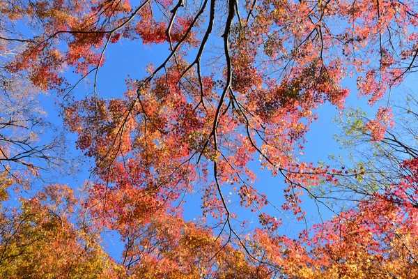 Осенние Листья Солнце Полный Фон — стоковое фото