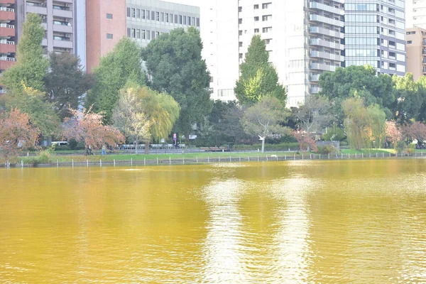 Tokio Japonsko Listopad 2018 Parku Ueno Procházejí Neidentifikovaní Lidé Dívají — Stock fotografie