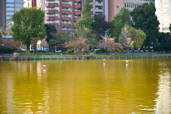 Tokio Japón Noviembre 2018 Muchas Personas Identificadas Están Caminando Parque — Foto de Stock