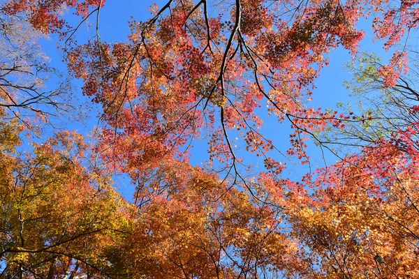 Der Herbst Blättert Der Sonne Muster Voller Hintergrund — Stockfoto