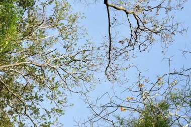 Loei Eyaleti Tayland Phu Kradueng Ulusal Parkı. Tayland 'ın en ünlü yerlerinden biridir. Her yıl ortalama bir insana on binlerce insan gelir, özellikle de birçok turistin sık sık ziyaret etmek zorunda kaldığı uzun hafta sonlarında.