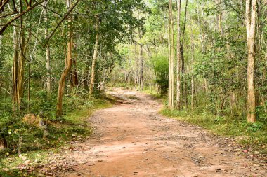 Loei Eyaleti Tayland Phu Kradueng Ulusal Parkı. Tayland 'ın en ünlü yerlerinden biridir. Her yıl ortalama bir insana on binlerce insan gelir, özellikle de birçok turistin sık sık ziyaret etmek zorunda kaldığı uzun hafta sonlarında.