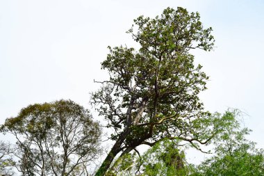 Loei Eyaleti Tayland Phu Kradueng Ulusal Parkı. Tayland 'ın en ünlü yerlerinden biridir. Her yıl ortalama bir insana on binlerce insan gelir, özellikle de birçok turistin sık sık ziyaret etmek zorunda kaldığı uzun hafta sonlarında.