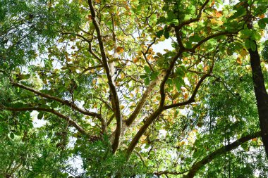 Loei Eyaleti Tayland Phu Kradueng Ulusal Parkı. Tayland 'ın en ünlü yerlerinden biridir. Her yıl ortalama bir insana on binlerce insan gelir, özellikle de birçok turistin sık sık ziyaret etmek zorunda kaldığı uzun hafta sonlarında.