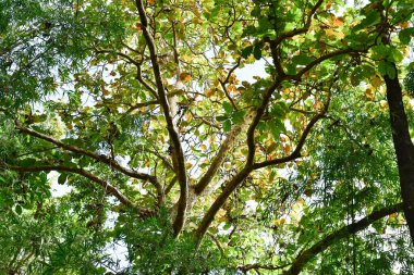 Loei Eyaleti Tayland Phu Kradueng Ulusal Parkı. Tayland 'ın en ünlü yerlerinden biridir. Her yıl ortalama bir insana on binlerce insan gelir, özellikle de birçok turistin sık sık ziyaret etmek zorunda kaldığı uzun hafta sonlarında.