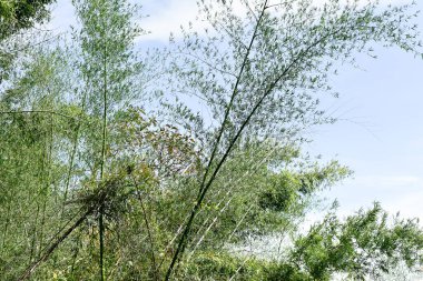 Loei Eyaleti Tayland Phu Kradueng Ulusal Parkı. Tayland 'ın en ünlü yerlerinden biridir. Her yıl ortalama bir insana on binlerce insan gelir, özellikle de birçok turistin sık sık ziyaret etmek zorunda kaldığı uzun hafta sonlarında.