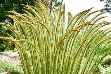 Loei Eyaleti Tayland Phu Kradueng Ulusal Parkı. Tayland 'ın en ünlü yerlerinden biridir. Her yıl ortalama bir insana on binlerce insan gelir, özellikle de birçok turistin sık sık ziyaret etmek zorunda kaldığı uzun hafta sonlarında.