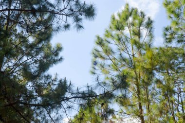 Loei Eyaleti Tayland Phu Kradueng Ulusal Parkı. Tayland 'ın en ünlü yerlerinden biridir. Her yıl ortalama bir insana on binlerce insan gelir, özellikle de birçok turistin sık sık ziyaret etmek zorunda kaldığı uzun hafta sonlarında.