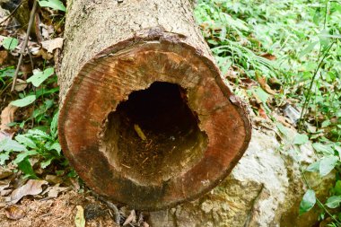 Loei Eyaleti Tayland Phu Kradueng Ulusal Parkı. Tayland 'ın en ünlü yerlerinden biridir. Her yıl ortalama bir insana on binlerce insan gelir, özellikle de birçok turistin sık sık ziyaret etmek zorunda kaldığı uzun hafta sonlarında.