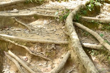 Loei Eyaleti Tayland Phu Kradueng Ulusal Parkı. Tayland 'ın en ünlü yerlerinden biridir. Her yıl ortalama bir insana on binlerce insan gelir, özellikle de birçok turistin sık sık ziyaret etmek zorunda kaldığı uzun hafta sonlarında.