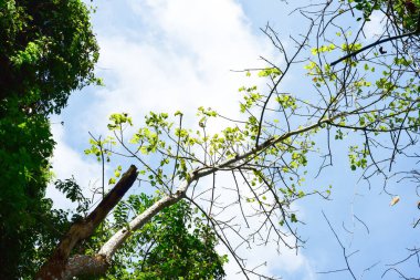 Loei Eyaleti Tayland Phu Kradueng Ulusal Parkı. Tayland 'ın en ünlü yerlerinden biridir. Her yıl ortalama bir insana on binlerce insan gelir, özellikle de birçok turistin sık sık ziyaret etmek zorunda kaldığı uzun hafta sonlarında.