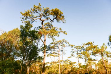 Loei Eyaleti Tayland Phu Kradueng Ulusal Parkı. Tayland 'ın en ünlü yerlerinden biridir. Her yıl ortalama bir insana on binlerce insan gelir, özellikle de birçok turistin sık sık ziyaret etmek zorunda kaldığı uzun hafta sonlarında.