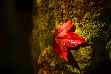 Loei Eyaleti Tayland Phu Kradueng Ulusal Parkı. Tayland 'ın en ünlü yerlerinden biridir. Her yıl ortalama bir insana on binlerce insan gelir, özellikle de birçok turistin sık sık ziyaret etmek zorunda kaldığı uzun hafta sonlarında.