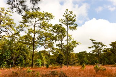 Loei Eyaleti Tayland Phu Kradueng Ulusal Parkı. Tayland 'ın en ünlü yerlerinden biridir. Her yıl ortalama bir insana on binlerce insan gelir, özellikle de birçok turistin sık sık ziyaret etmek zorunda kaldığı uzun hafta sonlarında.