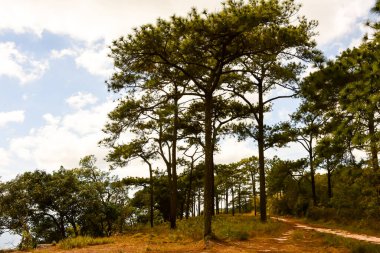 Loei Eyaleti Tayland Phu Kradueng Ulusal Parkı. Tayland 'ın en ünlü yerlerinden biridir. Her yıl ortalama bir insana on binlerce insan gelir, özellikle de birçok turistin sık sık ziyaret etmek zorunda kaldığı uzun hafta sonlarında.
