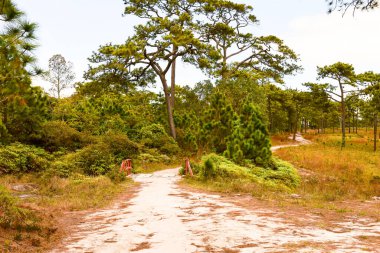 Loei Eyaleti Tayland Phu Kradueng Ulusal Parkı. Tayland 'ın en ünlü yerlerinden biridir. Her yıl ortalama bir insana on binlerce insan gelir, özellikle de birçok turistin sık sık ziyaret etmek zorunda kaldığı uzun hafta sonlarında.