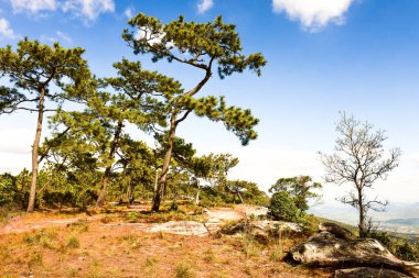 Loei Eyaleti Tayland Phu Kradueng Ulusal Parkı. Tayland 'ın en ünlü yerlerinden biridir. Her yıl ortalama bir insana on binlerce insan gelir, özellikle de birçok turistin sık sık ziyaret etmek zorunda kaldığı uzun hafta sonlarında.