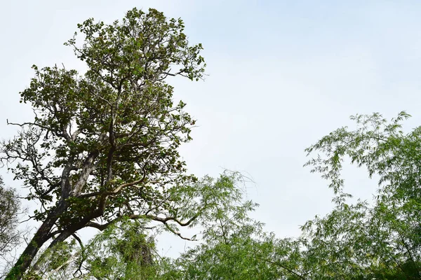 Провинция Лоэй Таиланд Крадуэн Национальный Парк Является Одной Достопримечательностей Самого — стоковое фото