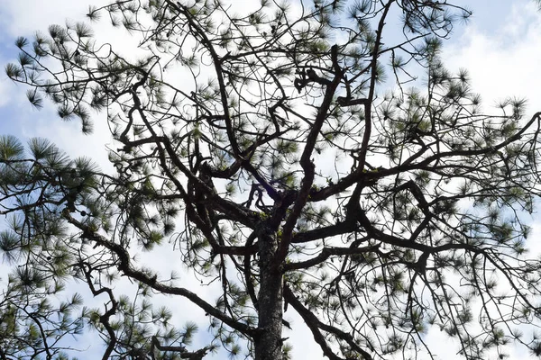 Loei Provinz Thailand Phu Kradueng Nationalpark Ist Eine Der Attraktionen — Stockfoto