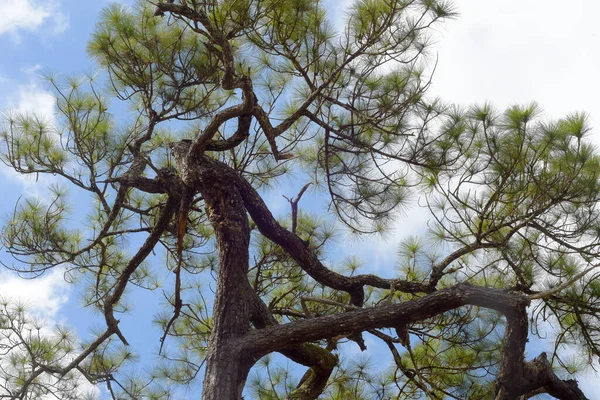 Provincie Loei Thajsko Národní Park Phu Kradueng Jednou Atrakcí Nejznámějšího — Stock fotografie