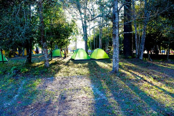 Província Loei Tailândia Janeiro 2017 Phu Kradueng National Park Uma — Fotografia de Stock