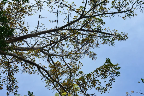 Província Loei Tailândia Phu Kradueng National Park Uma Das Atrações — Fotografia de Stock