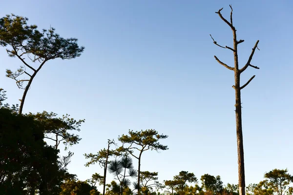 Провинция Лоэй Таиланд Крадуэн Национальный Парк Является Одной Достопримечательностей Самого — стоковое фото