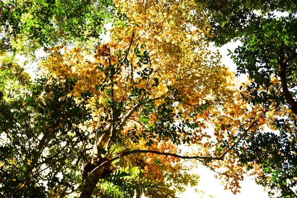 Provincia Loei Tailandia Parque Nacional Phu Kradueng Uno Los Atractivos — Foto de Stock