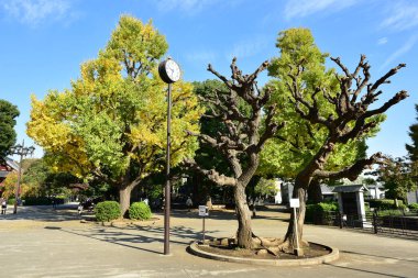 Tokyo, Japonya. 27 Kasım 2019 Tanımlanamayan Görüntü. Birçok insan Ueno parkında yürüyor ve sonbahar ağacını izliyor..