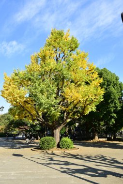 Tokyo, Japonya. 27 Kasım 2019 Tanımlanamayan Görüntü. Birçok insan Ueno parkında yürüyor ve sonbahar ağacını izliyor..