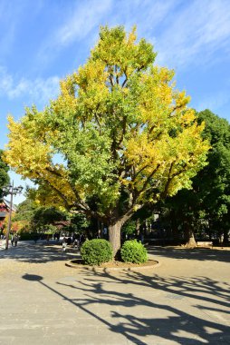 Tokyo, Japonya. 27 Kasım 2019 Tanımlanamayan Görüntü. Birçok insan Ueno parkında yürüyor ve sonbahar ağacını izliyor..