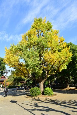 Tokyo, Japonya. 27 Kasım 2019 Tanımlanamayan Görüntü. Birçok insan Ueno parkında yürüyor ve sonbahar ağacını izliyor..