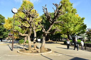 Tokyo, Japonya. 27 Kasım 2019 Tanımlanamayan Görüntü. Birçok insan Ueno parkında yürüyor ve sonbahar ağacını izliyor..
