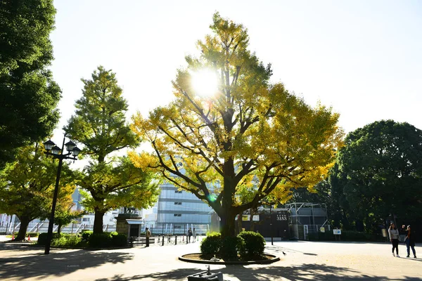 東京都2019年11月27日確認されていないぼかし多くの人が上野公園を歩いていて 庭の秋の木 日差しの日の秋の森を見ています — ストック写真