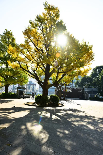 Tokyo, Japonya. 27 Kasım 2019 Tanımlanamayan Görüntü. Birçok insan Ueno parkında yürüyor ve sonbahar ağacını izliyor..