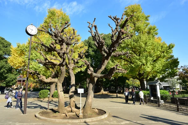 東京都2019年11月27日確認されていないぼかし多くの人が上野公園を歩いていて 庭の秋の木 日差しの日の秋の森を見ています — ストック写真