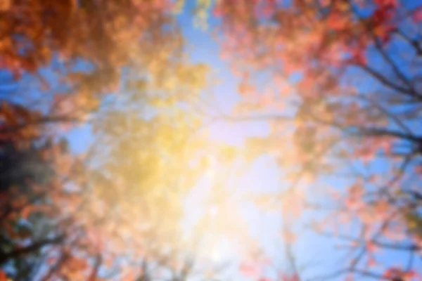 Herfst Bladeren Zon Patroon Volledig Wazig Achtergrond — Stockfoto